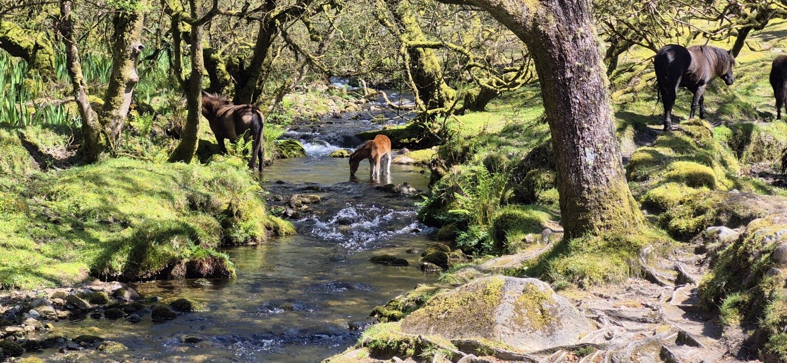 Ponies beside a rocky stream in Dartmoor woodland