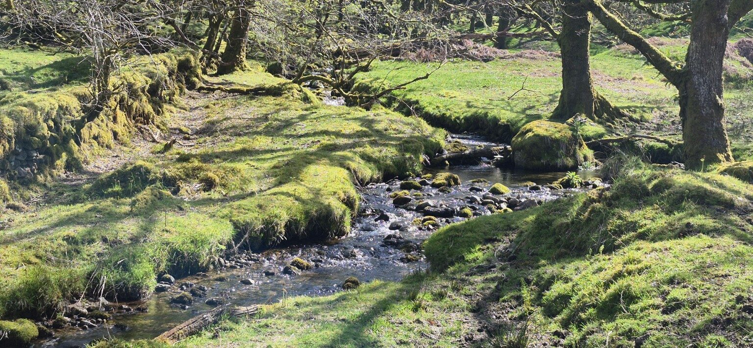 A small stream flowing through mossy woodland
