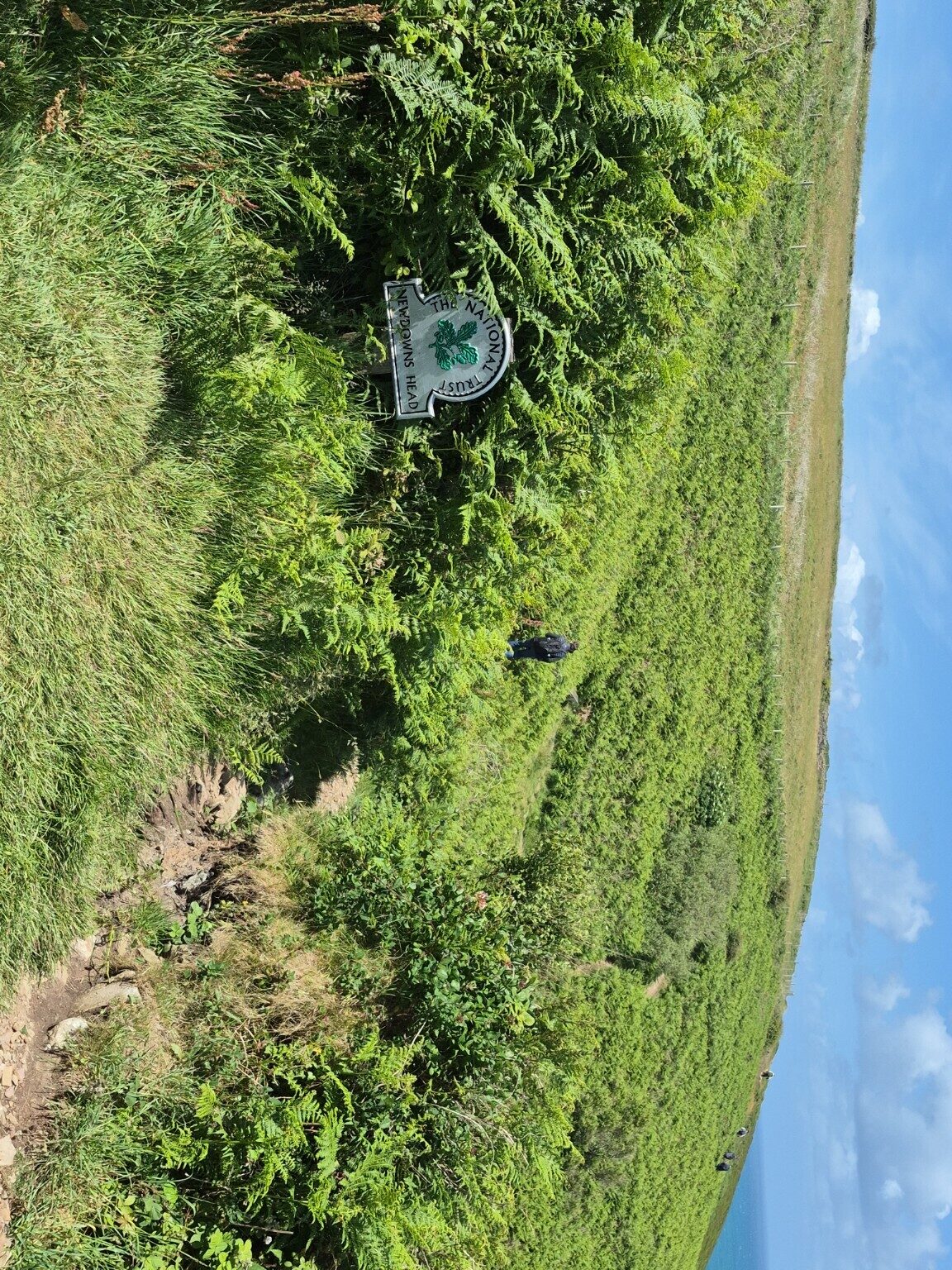 Coast path waymarker among bracken