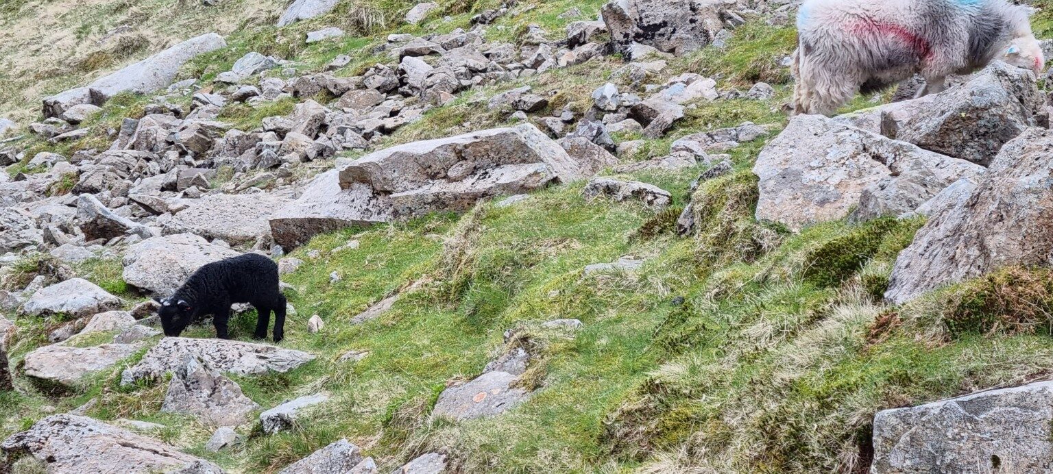 Sheep grazing among rocks on the mountain